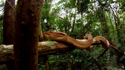 Змеиный остров в Бразилии - фото и картинки: 60 штук