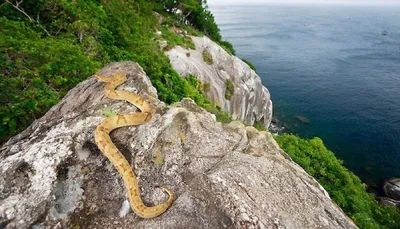 Змеиный остров в Бразилии - 77 фото