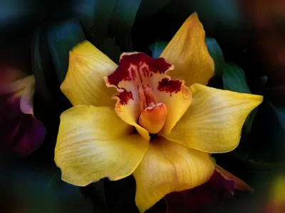 Золотая орхидея — конкурс \"Макрофлора\" — Фотоконкурс.ру