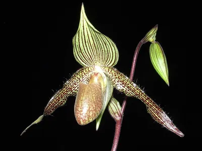Дикая орхидея | Алая Роза