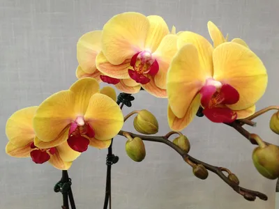 Орхидея Голден Бьюти: фото, подробное описание, особенности цветения,  посадки, размножения и другие правила ухода в домашних условиях