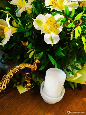 Драгоценная Орхидея Макодес – купить, уход, цена в интернет-магазине  комнатных растений.
