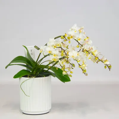Шаль Золотая Орхидея – купить в интернет-магазине HobbyPortal.ru с доставкой