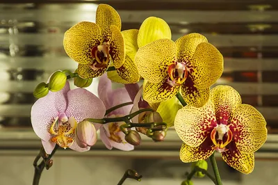 Золотая орхидея цветок - 44 фото