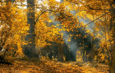 Обои осень, лес, свет, ветки, туман, парк, листва, желтые, листопад, золотая  осень, осенние листья картинки на рабочий стол, раздел пейзажи - скачать