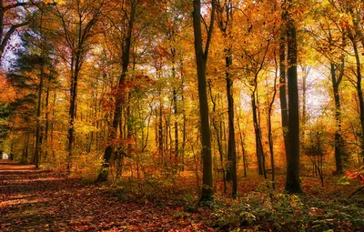Обои дорога, осень, лес, свет, деревья, парк, листва, аллея, листопад, золотая  осень картинки на рабочий стол, раздел пейзажи - скачать