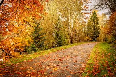 Скачать обои золотая осень, дорога, лес, деревья бесплатно для рабочего  стола в разрешении 4368x2912 — картинка №644857