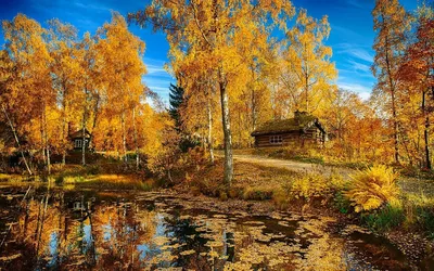 Осенний лес пейзаж - фото и картинки: 34 штук