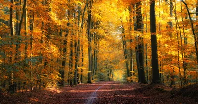 SpashScreen - Широкоформатные обои и заставки на рабочий стол - золотая  осень в лесу, красивый осенний пейзаж скачать