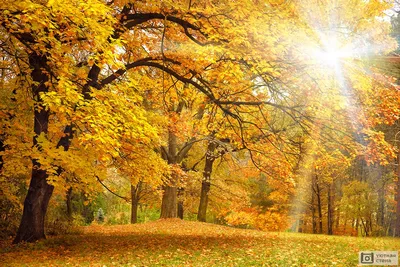 Фотообои \"Золотая осень с солнечными лучами\" - Арт. 150265 | Купить в  интернет-магазине Уютная стена