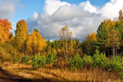 Золотая осень в лесу». (12) / «Золотая осень в лесу». (12) / Фотография на  PhotoGeek.ru