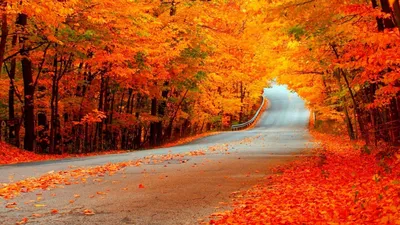 Обои Дорога, деревья, золотая осень 1920x1200 HD Изображение