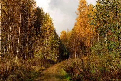 Хочу всё знать: золотая осень | Библиотеки Архангельска
