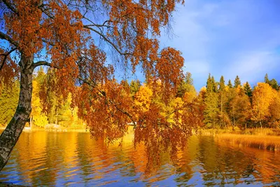 Золотая осень в лесу - фото и картинки: 71 штук
