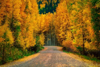 Осень, деревья, лес, золотая осень, прочь, природа, дерево, лист, дорога,  лесистая местность