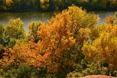 Купить картину Золотая осень в Москве от художника Харин Григорий