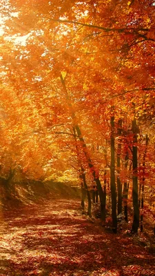 Золотая осень в лесу - обои для рабочего стола, картинки, фото