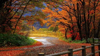 Фото Золотая осень в лесу