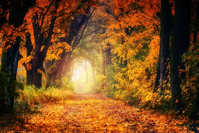 Фото золотая осень лес деревья - бесплатные картинки на Fonwall
