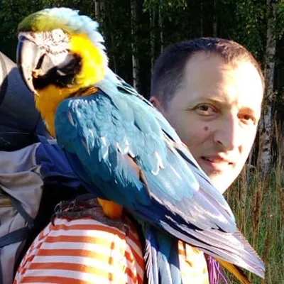 Сначала отбивался, но потом сам сел на плечо»: в Удмуртии поймали попугая  ара - KP.RU