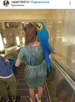 Фото дня: пиратка с попугаем прокатилась на метро | Газета Кузьминки ЮВАО  Москвы
