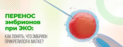 Культвирование эмбрионов в Москве по доступной цене