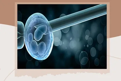 Ученые вырастили почти человеческий эмбрион. \"За\" и \"против\" – DW –  11.08.2023