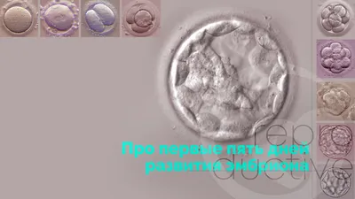 Первые пять дней развития эмбриона человека — Блог Reprolife