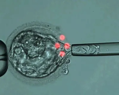 Подсадка эмбрионов при ЭКО: как понять, что эмбрион прикрепился к матке?