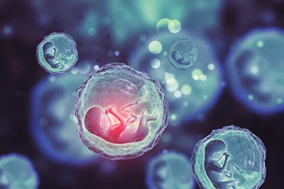 Модель медицинского обучения: Оплодотворение человека и модель Эмбриогены -  Китай Модель человеческого оплодотворения и Эмбриогены, модель эмбриона