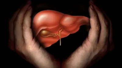 Эмбрионы мышей, выращенные «в пробирках», образуют органы и конечности
