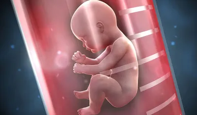 Развитие эмбриона с момента оплодотворения in vitro и до 5-6 дня развития  (реальное видео) - YouTube