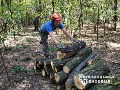 Сколько кубов дров помещается на автомобили? | Выживи сам