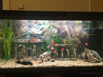 Дизайн аквариума 240 литров