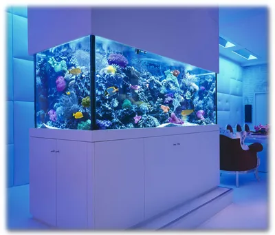 AquaCoral»: Дизайн интерьера и оформление аквариума - революционные  технологии и исключительная красота