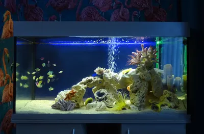 Как добиться гармоничного вида в вашем аквариуме