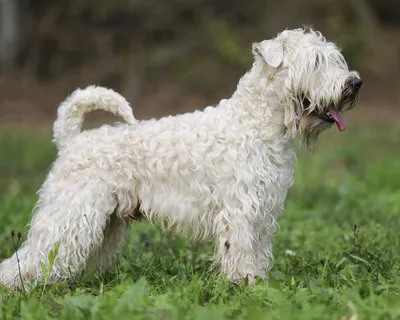 Ирландский мягкошерстный пшеничный терьер (Soft-coated Wheaten Terrier) -  это смелая, активная и игривая порода собак. Описание, фото и отзывы.