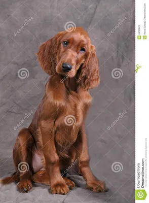 229 Puppy Red Setter Studio Stock Photos - Free \u0026 Royalty-Free Stock Photos  from Dreamstime