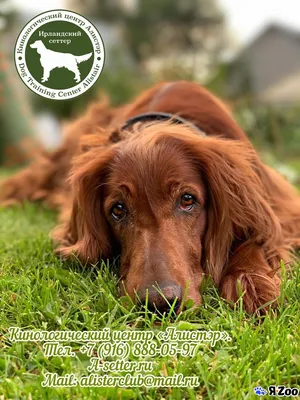 Pin by Lilli Josephiena Tietje on Irish | Irish red setter, Irish setter,  Dog lovers