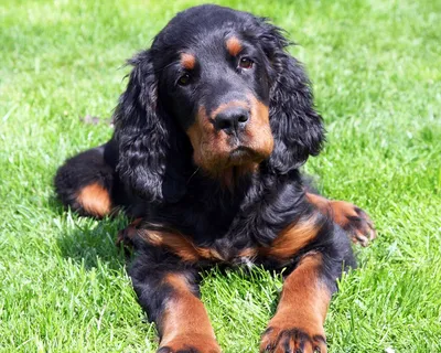 Pin by Marina on Beautiful Birds and Animals | Irish setter dogs, Irish  setter, Dog breeds