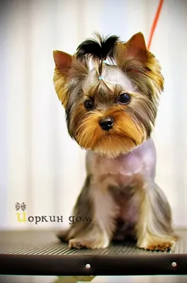 прически йорков — Яндекс: нашлось 712 тыс. результатов | Yorkie dogs,  Yorkie puppy haircuts, Yorkie terrier