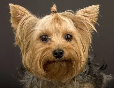 Yorkshire Terrier | The Life of Animals | Щенки йоркширского терьера, Щенки  терьера, Терьер