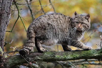 Кавказская лесная кошка фото