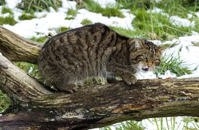 Шотландская дикая кошка | Смотреть 60 фото бесплатно