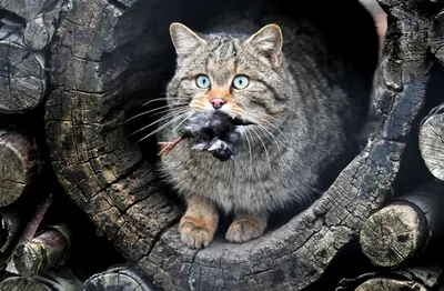 Амурский кот: фото, описание, среда обитания дальневосточной лесной кошки