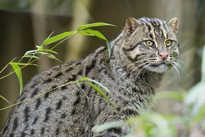 Кавказский Лесной кот - 38 фото: смотреть онлайн