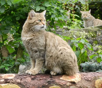 Зоологический форум / Кошки (Felis)