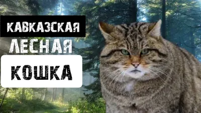 Дикая и редкая кавказская лесная кошка - YouTube