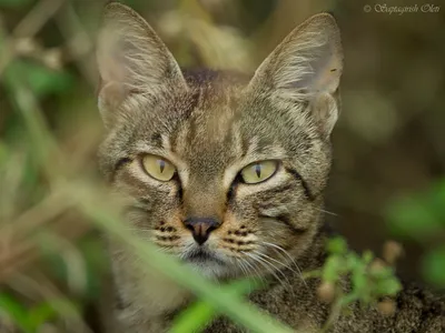 Дикие кошки: Европейская дикая лесная кошка (Felis silvestris)