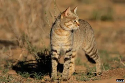 Felis silvestris - Кот лесной » Энциклопедия животных